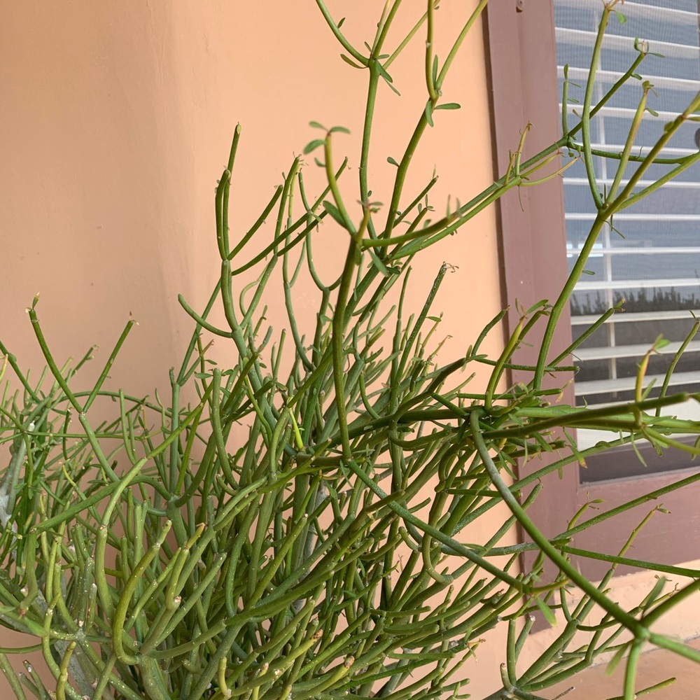 Fire sticks cactus